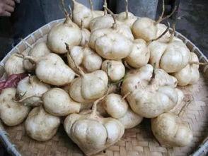 从吃瓜到吃土,揭秘网络热词背后的社会现象 第3张 从吃瓜到吃土,揭秘网络热词背后的社会现象 第3张