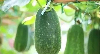 小雨农村记录吃瓜 第3张 小雨农村记录吃瓜 第3张