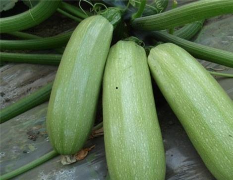 鹤壁吃瓜有什么好处,解锁夏日清凉新姿势