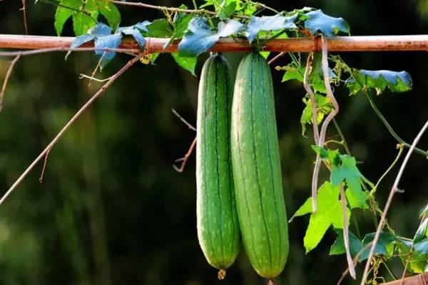 独立吃瓜3  第3张