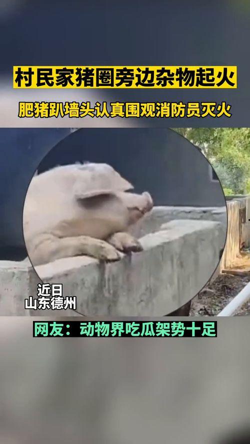 动物吃瓜群众视频,趣味横生的食瓜瞬间