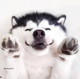 动物吃瓜群众视频,趣味横生的食瓜瞬间  第2张