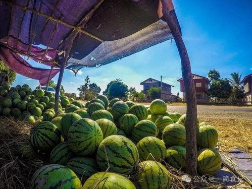 奇妙国国吃瓜,一场吃瓜盛宴背后的故事  第2张