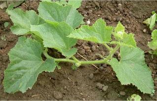 吃瓜靠什么播种,揭秘“吃瓜靠什么播种”的秘密