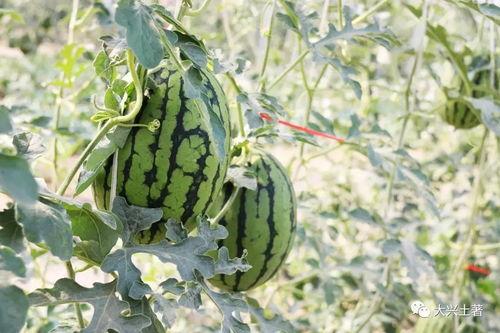 吃瓜靠什么播种,揭秘“吃瓜靠什么播种”的秘密  第2张