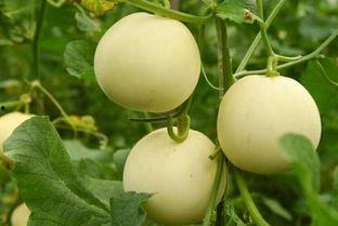 吃瓜靠什么播种,揭秘“吃瓜靠什么播种”的秘密  第3张